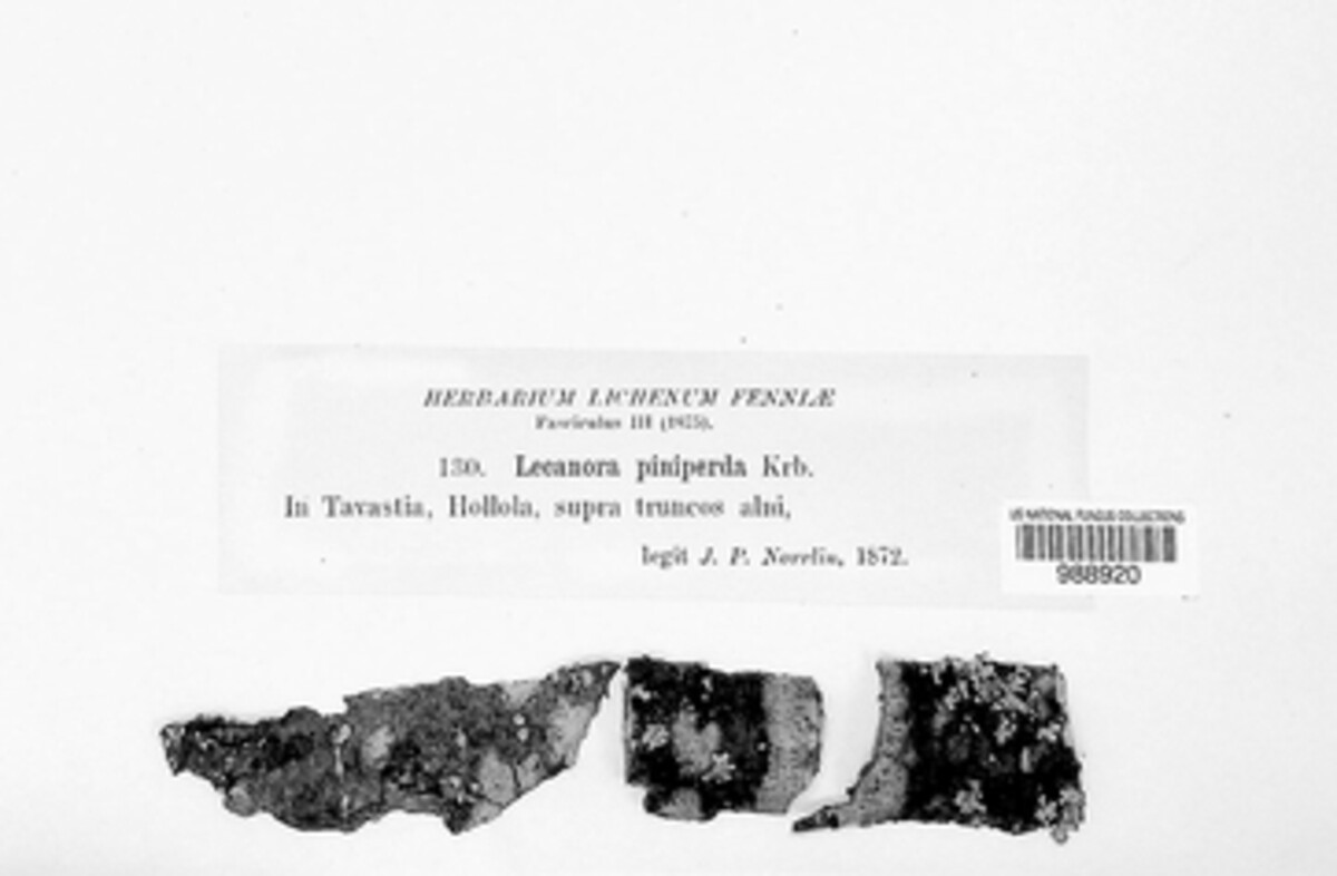 Lecanora albellula image